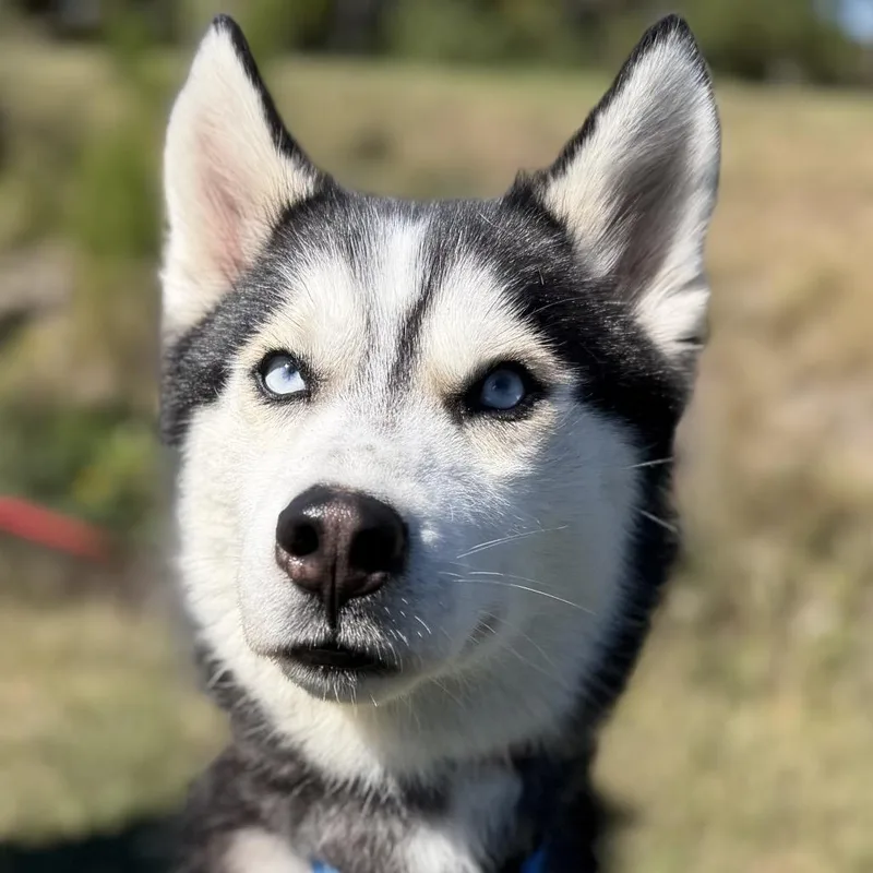 Balto thumbnail 3