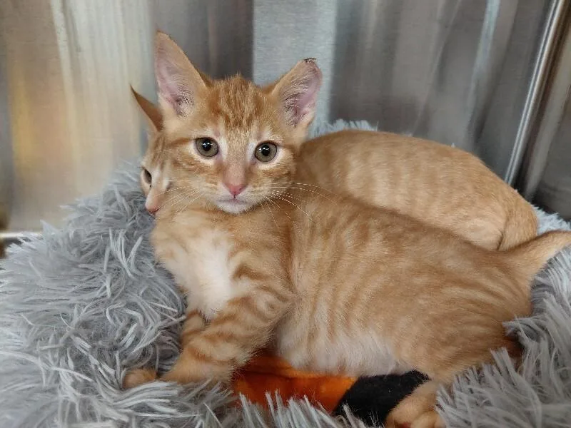 A young medium-sized female Orange / Red Domestic Short Hair cat named Fanta for adoption in bellefontaine, OH
