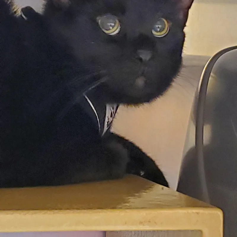 Pip