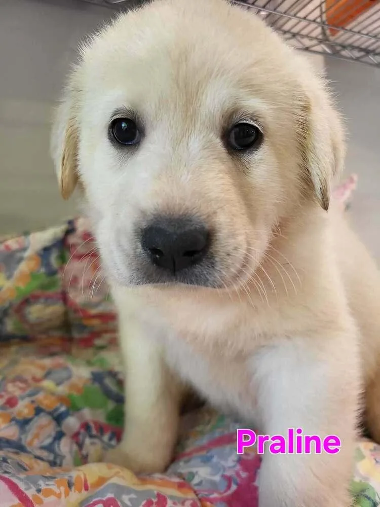A baby large-sized female White / Cream Great Pyrenees dog named Praline for adoption in Pottstown, PA