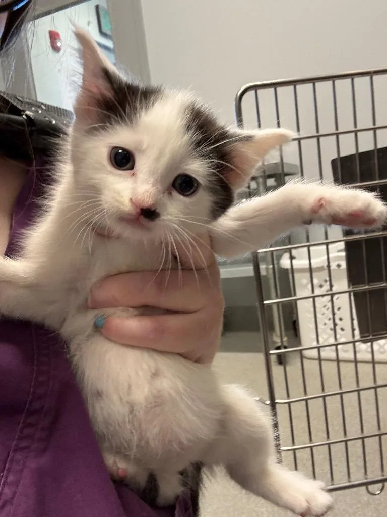 A baby medium-sized male Domestic Short Hair cat named Degas for adoption in Bloomington, IN