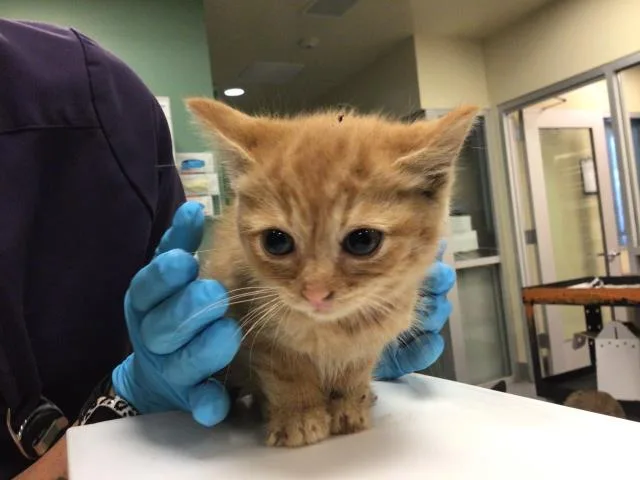 A young small-sized female Domestic Short Hair cat named Claire for adoption in Riverside, CA