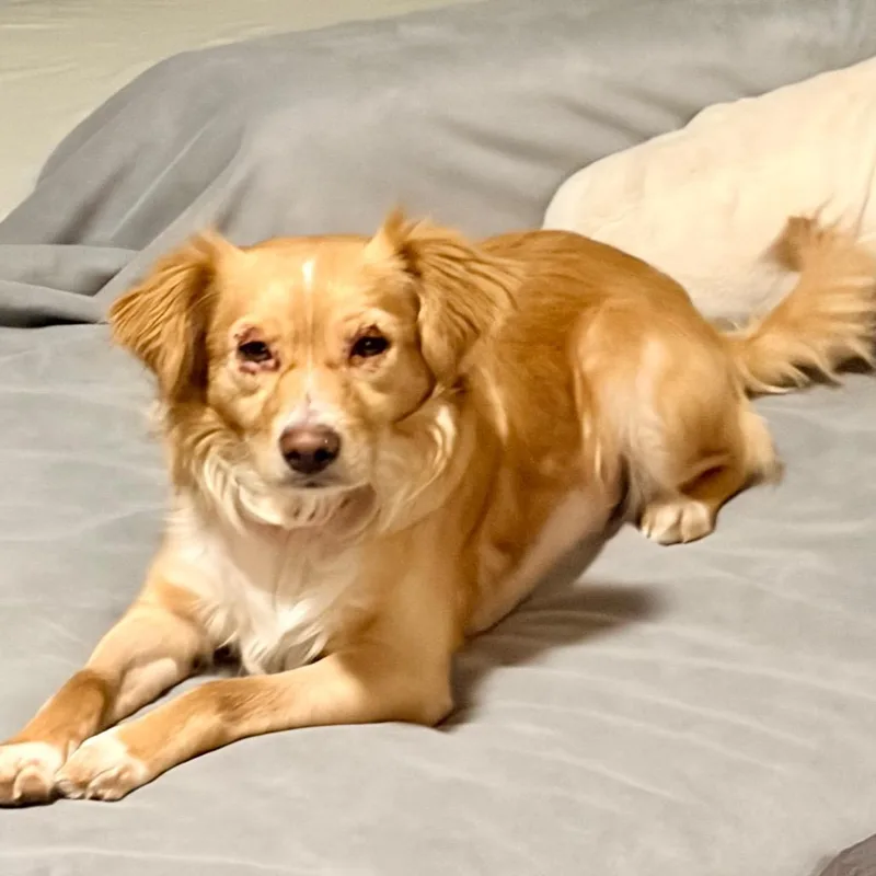 An adult small-sized male Yellow / Tan / Blond / Fawn Spaniel dog named Chance for adoption in Chandler, AZ
