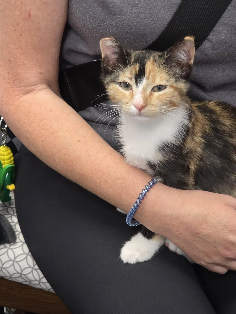 A baby medium-sized female Calico cat named Cali for adoption in Plattsmouth, NE