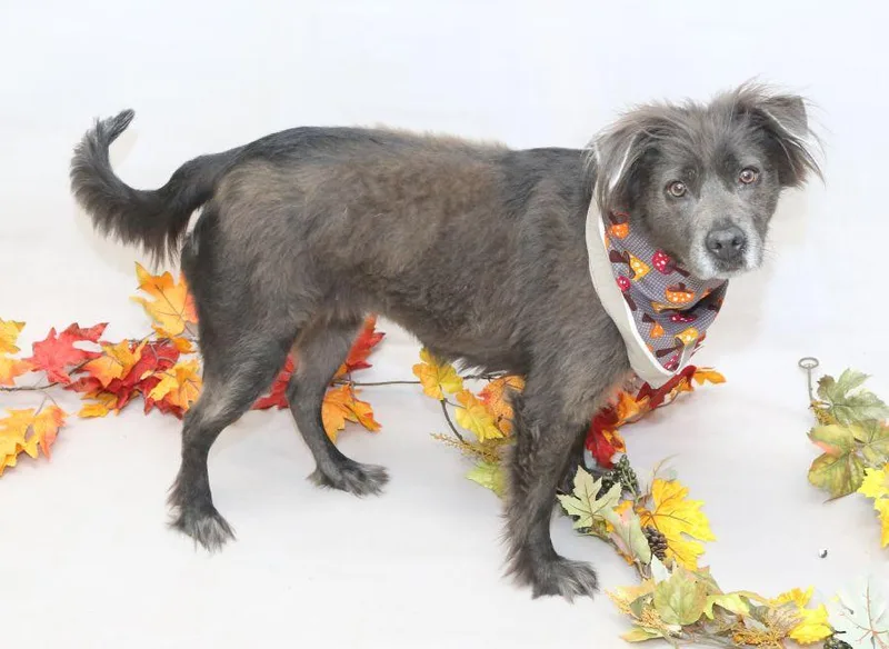 An adult medium-sized female Labrador Retriever dog named Rosie for adoption in Sanford, FL