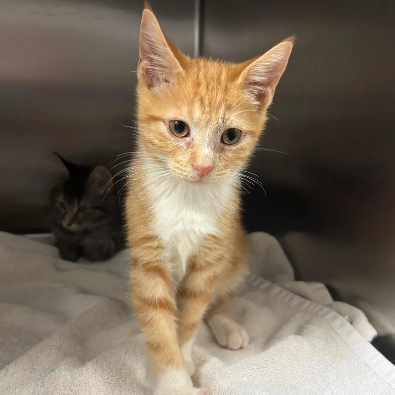 A baby small-sized male Orange / Red Domestic Short Hair cat named Chili for adoption in Wilmington, DE
