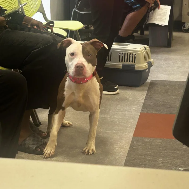 An adult medium-sized female Brown / Chocolate Pit Bull Terrier dog named Moya for adoption in Philadelphia, PA