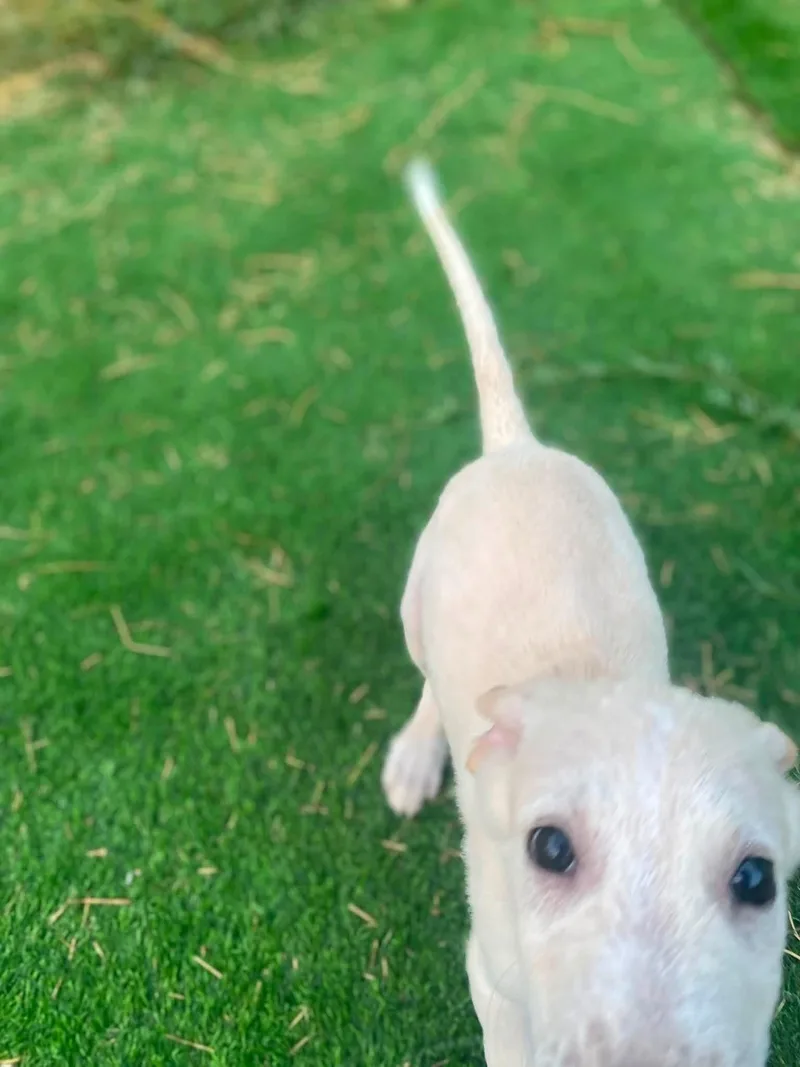 A baby small-sized male White / Cream Labrador Retriever dog named Jax for adoption in San Antonio, TX