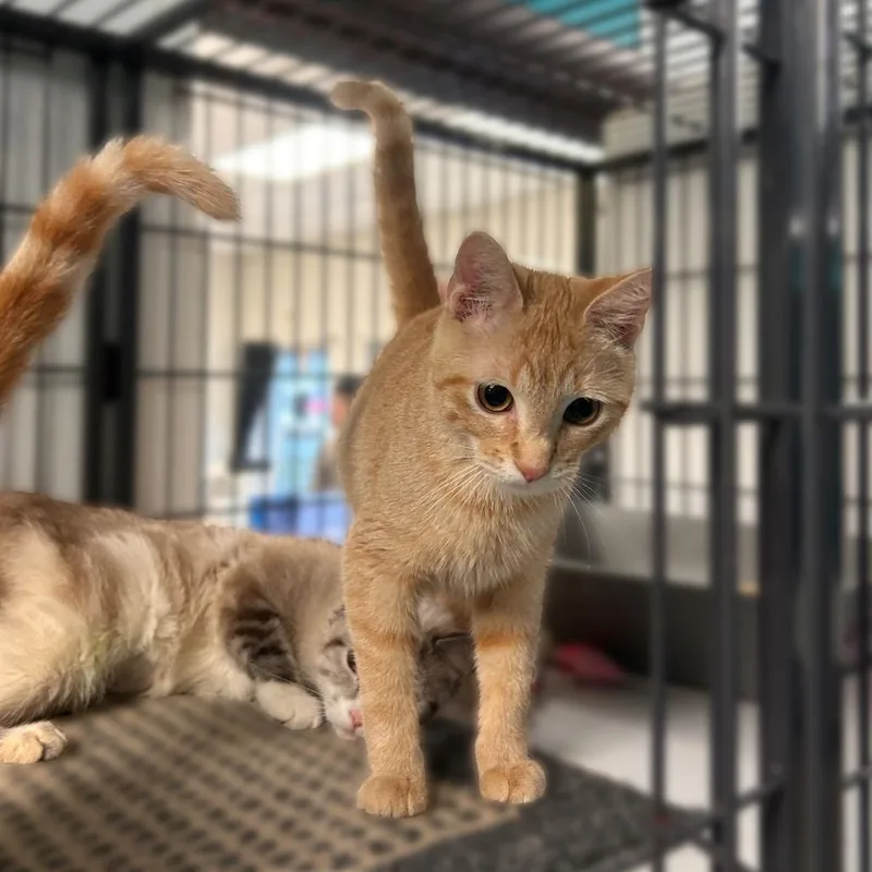 An adult medium-sized male Orange / Red Domestic Short Hair cat named I Have Basketball Practice! for adoption in Davenport, IA