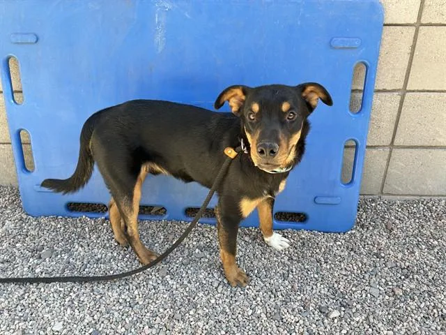 A young large-sized male Rottweiler dog named Dante for adoption in Mesa, AZ