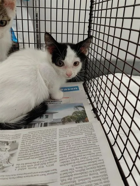 A baby small-sized male Domestic Short Hair cat named Purrlock for adoption in Fort Lauderdale, FL