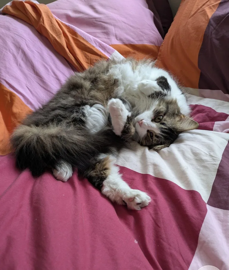 An adult large-sized male Domestic Long Hair cat named Dewee for adoption in Walled Lake, MI