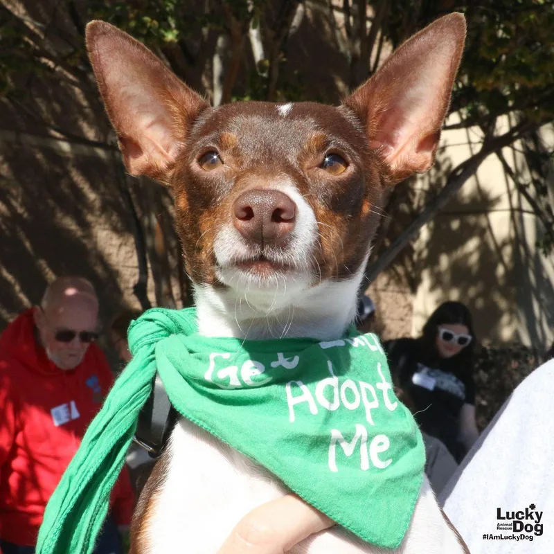 A young small-sized female Chihuahua dog named Josie for adoption in Washington, DC