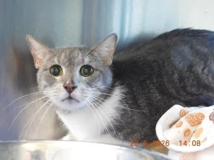 An adult small-sized male Domestic Short Hair cat named Max for adoption in North Richland Hills, TX