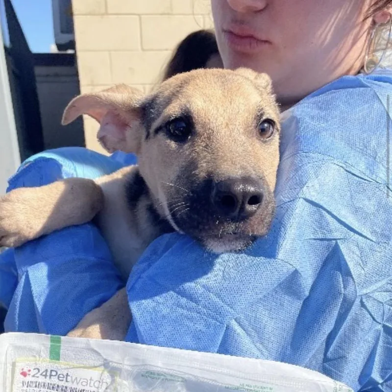 A baby large-sized male German Shepherd Dog dog named Liam for adoption in Farmersville, OH