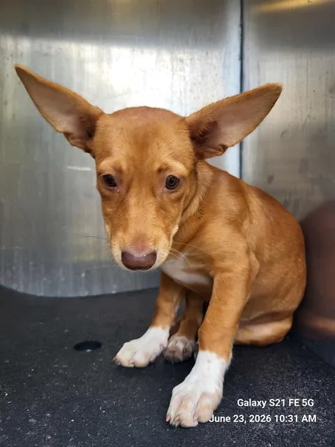 A young medium-sized male Chihuahua dog named Ranger for adoption in San Antonio, TX
