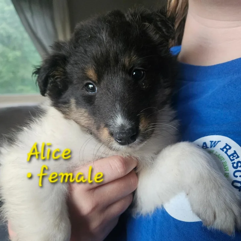 Alice