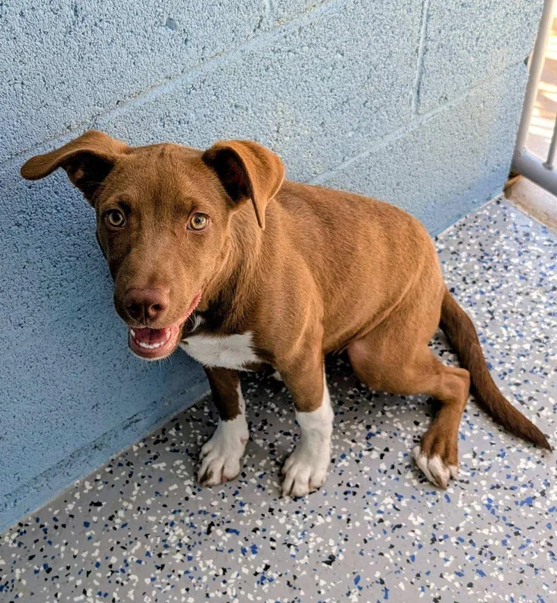A baby medium-sized female Pit Bull Terrier dog named Cayenne for adoption in Benson, AZ