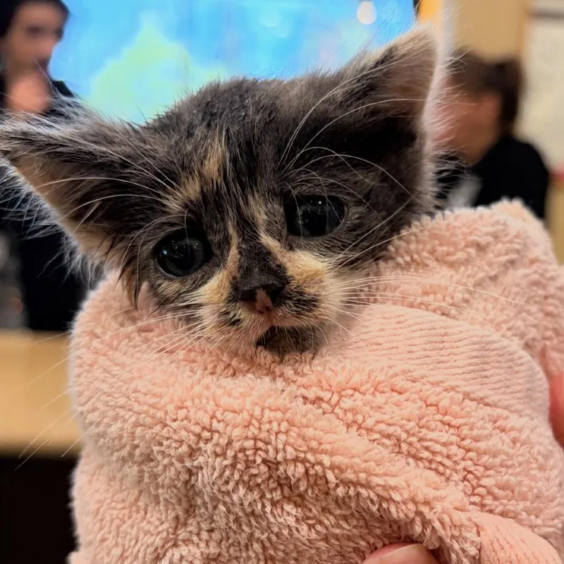 A baby small-sized female Gray / Blue / Silver Domestic Short Hair cat named Trixie for adoption in Upland, CA