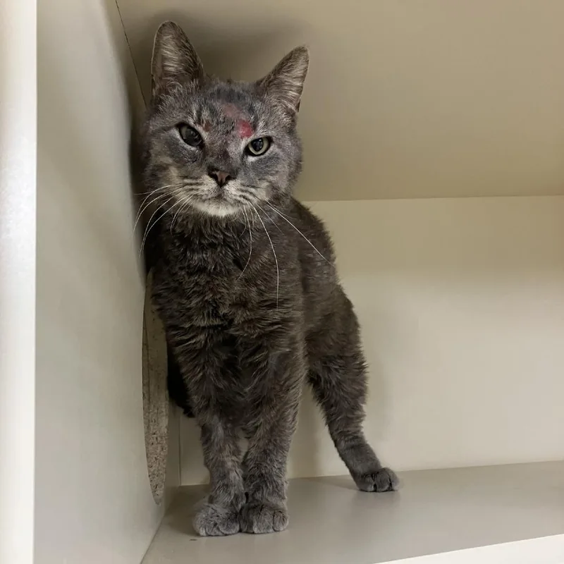 An adult medium-sized male Gray / Blue / Silver Domestic Medium Hair cat named 107076 for adoption in Las Cruces, NM
