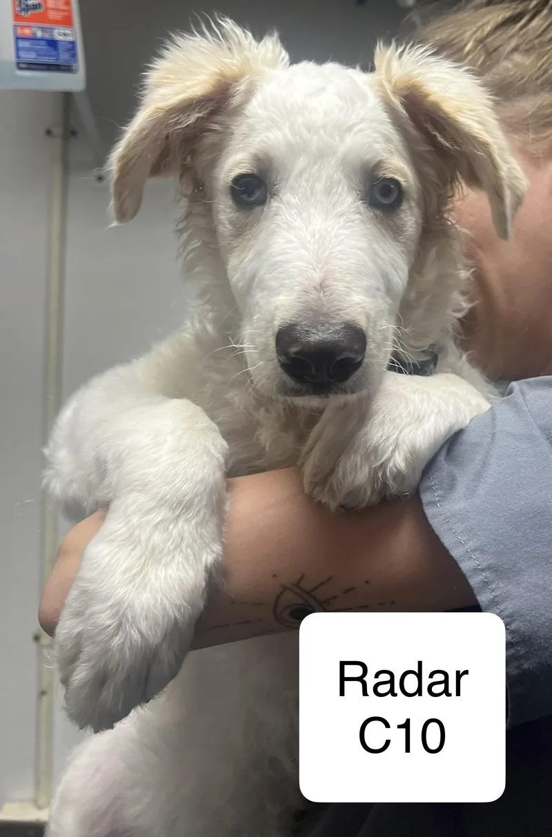 A young medium-sized male White / Cream Borzoi dog named Radar for adoption in Morganton, NC