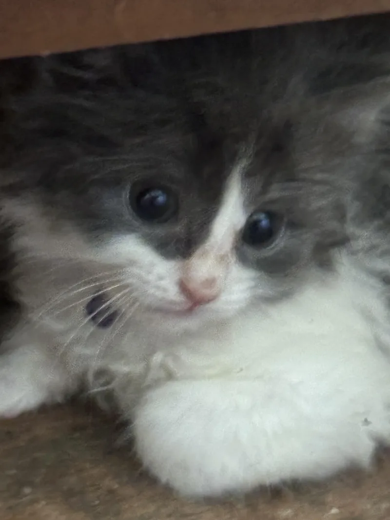 A baby medium-sized female Gray & White Domestic Short Hair cat named Branch for adoption in Washington, MI