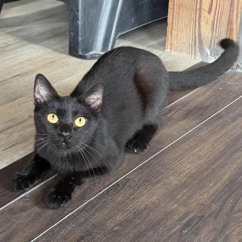 Sneaky Beans