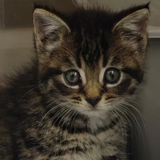 A baby small-sized female Domestic Short Hair cat named Enola for adoption in York, PA