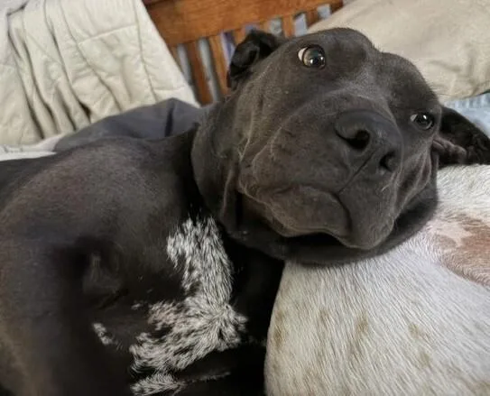 Mochi thumbnail 3