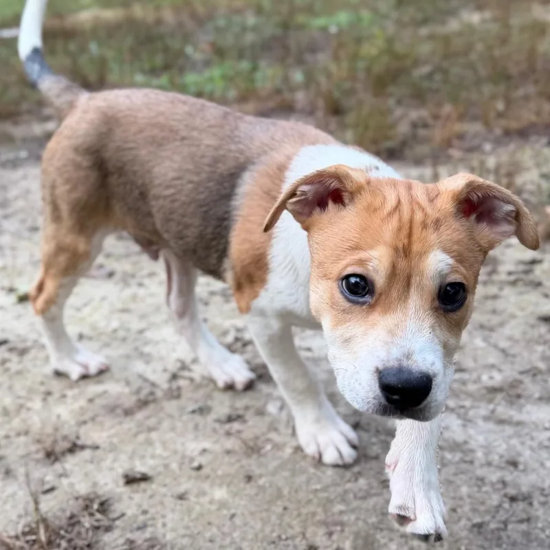 A baby medium-sized male Yellow / Tan / Blond / Fawn Mixed Breed dog named Discovery for adoption in Fredericksburg, VA