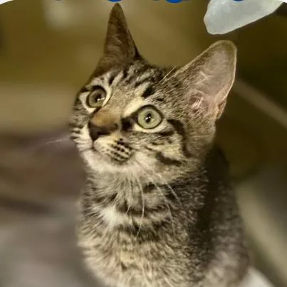 A baby small-sized female Brown / Chocolate Domestic Short Hair cat named Sunkist for adoption in Concord, NC