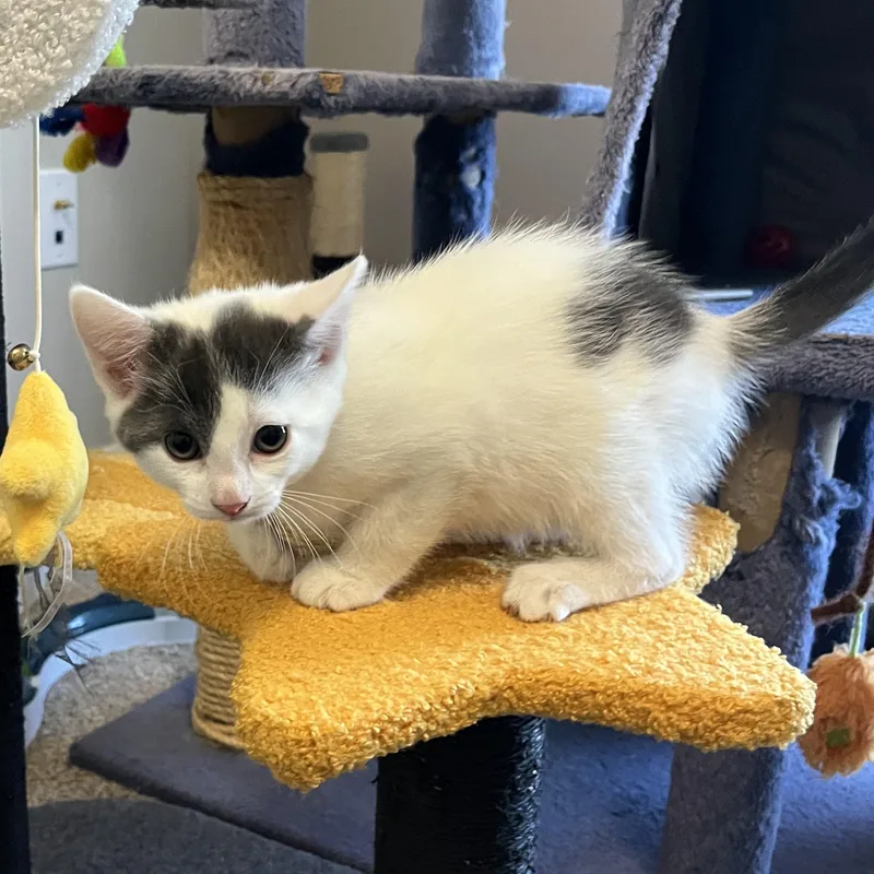 A baby medium-sized female Black Domestic Short Hair cat named Maisy for adoption in East Amherst, NY