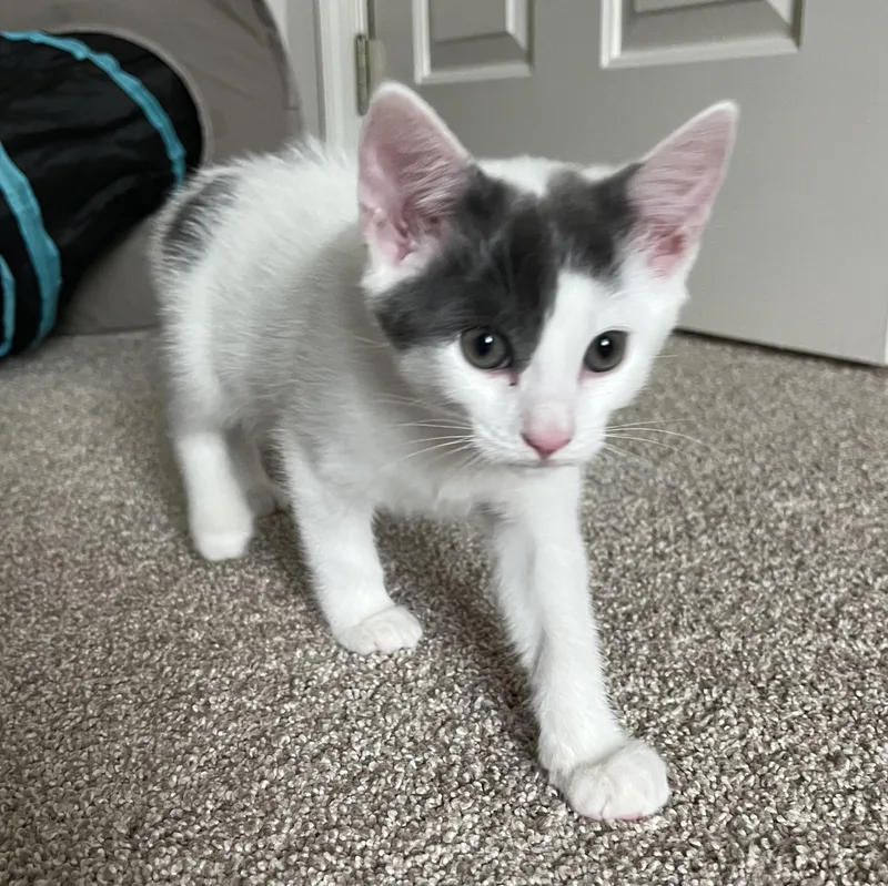 Maisy thumbnail 4