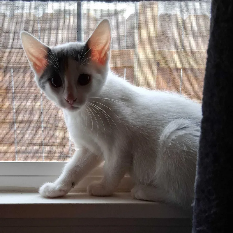 Maisy thumbnail 5
