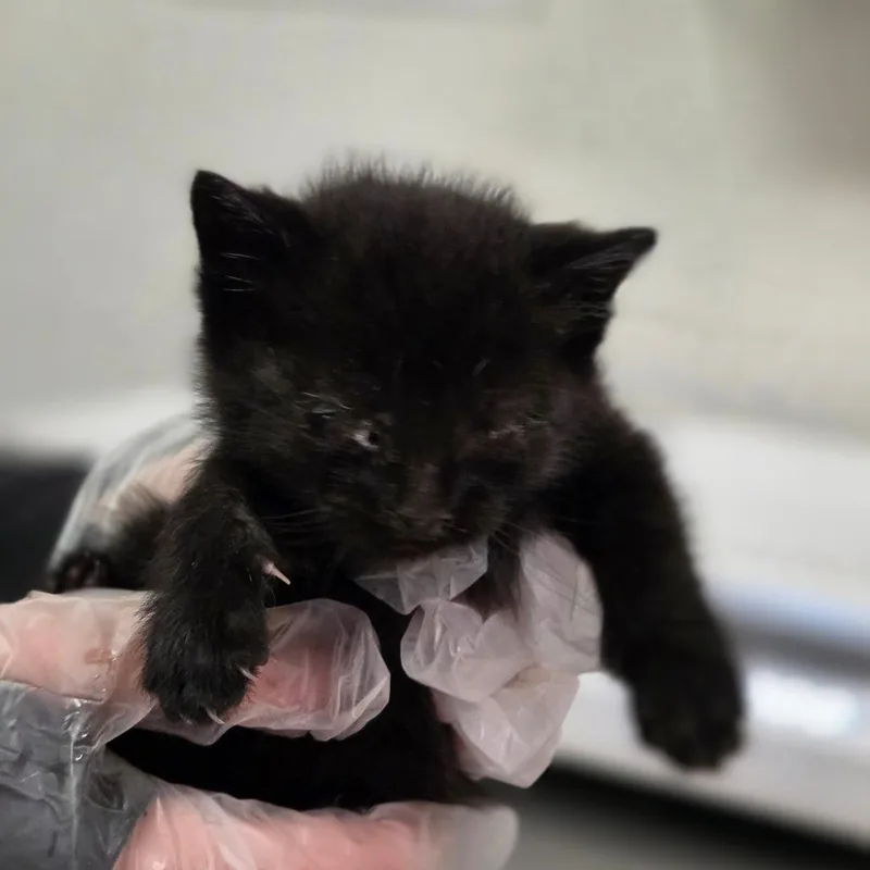 A baby small-sized male Black Domestic Short Hair cat named Cm Punk for adoption in Charleston, WV