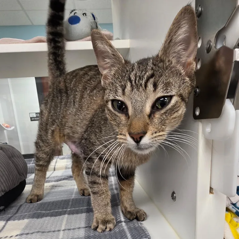 An adult medium-sized female Brown / Chocolate Domestic Short Hair cat named Nugget for adoption in West Palm Beach, FL
