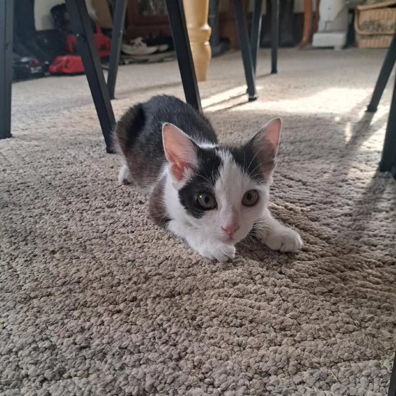A baby small-sized female White Domestic Short Hair cat named Minnie for adoption in Kittanning, PA