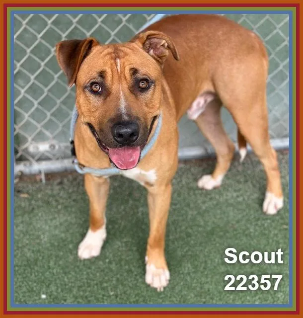 Scout