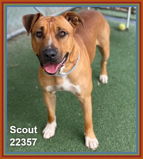 Scout thumbnail 4