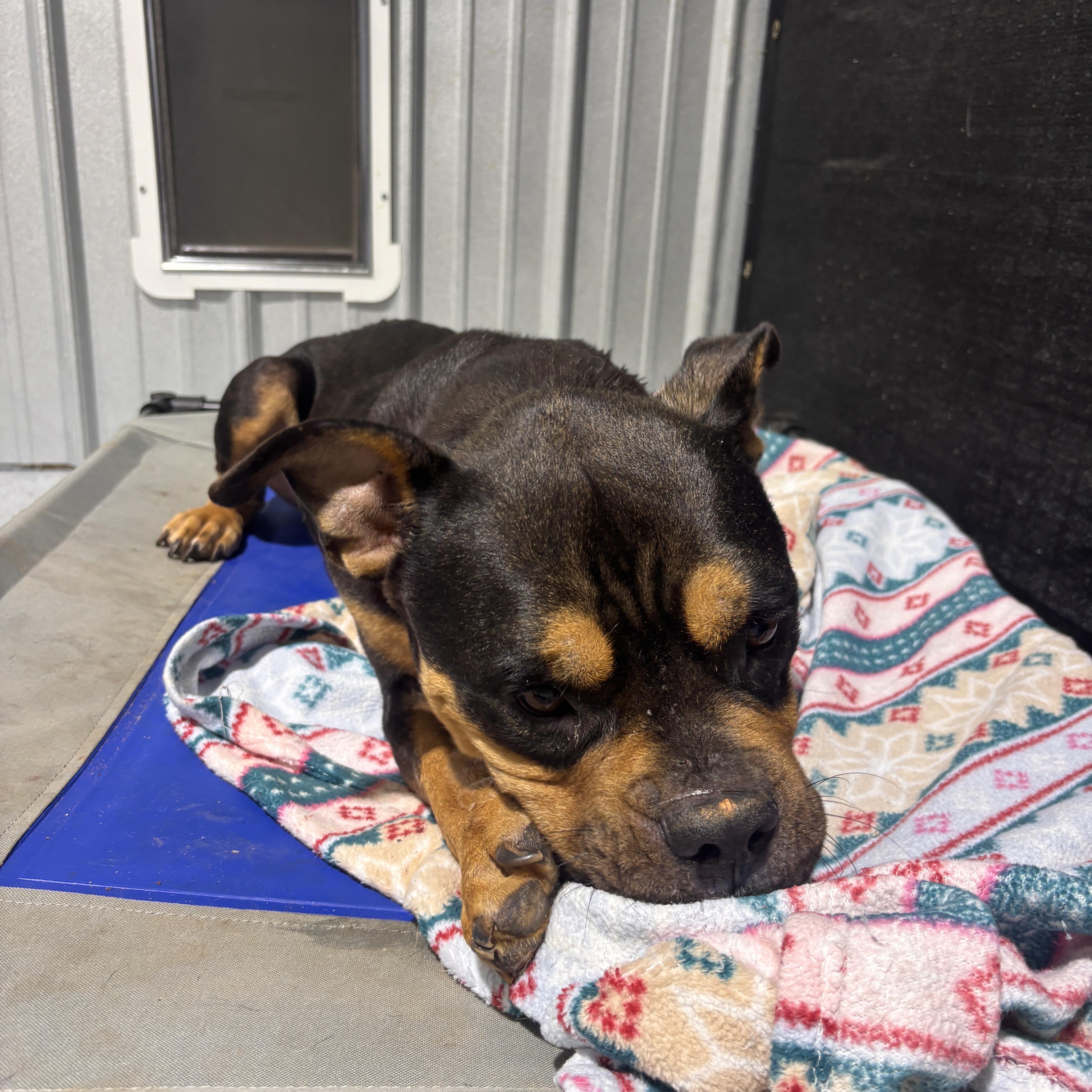 A young medium-sized male Bicolor Rottweiler dog named Tank for adoption in Ruston, LA