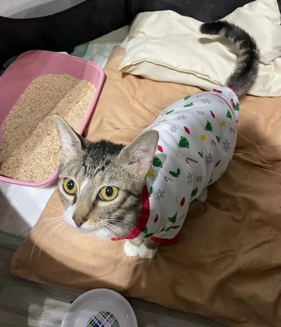 An adult medium-sized female Domestic Short Hair cat named Virginia for adoption in Tampa, FL