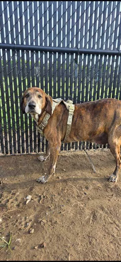 A baby small-sized male Hound dog named Sawyer for adoption in Sevierville, TN