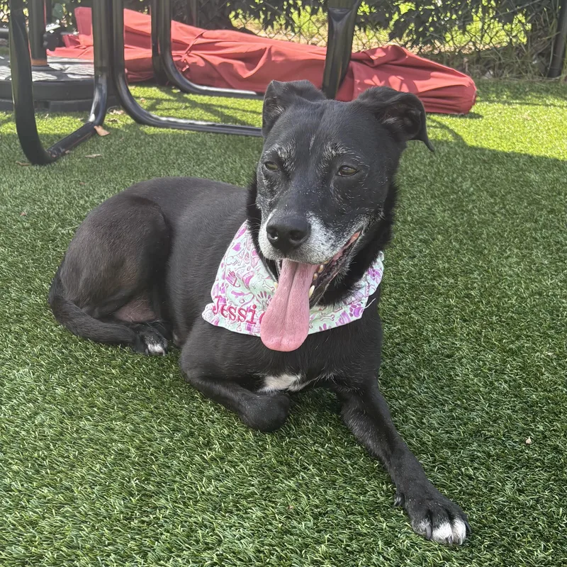 An adult medium-sized female Black Labrador Retriever dog named Jessica for adoption in Columbia, SC