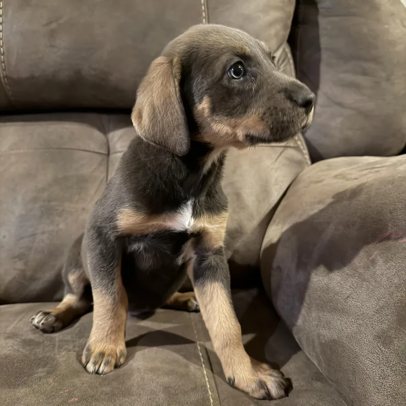 A baby medium-sized female Brown / Chocolate German Shepherd Dog dog named Mocha for adoption in Copper Hill, VA