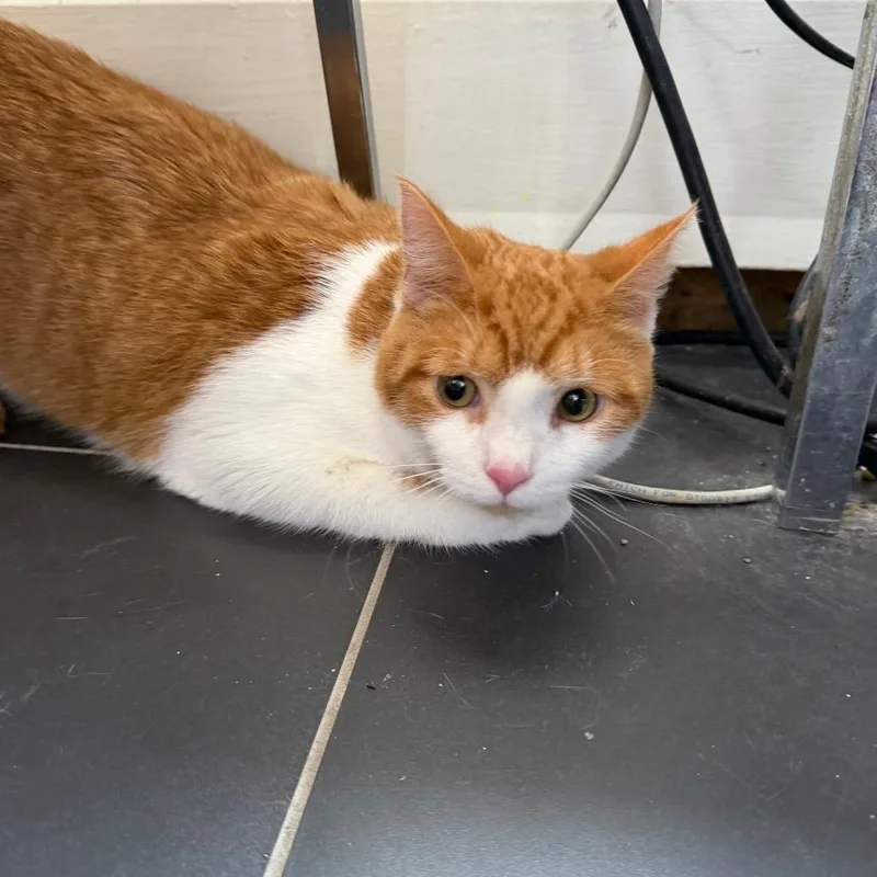 A young large-sized male Orange / Red Domestic Short Hair cat named Lox for adoption in Hamburg, NY