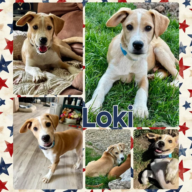 Loki thumbnail 3