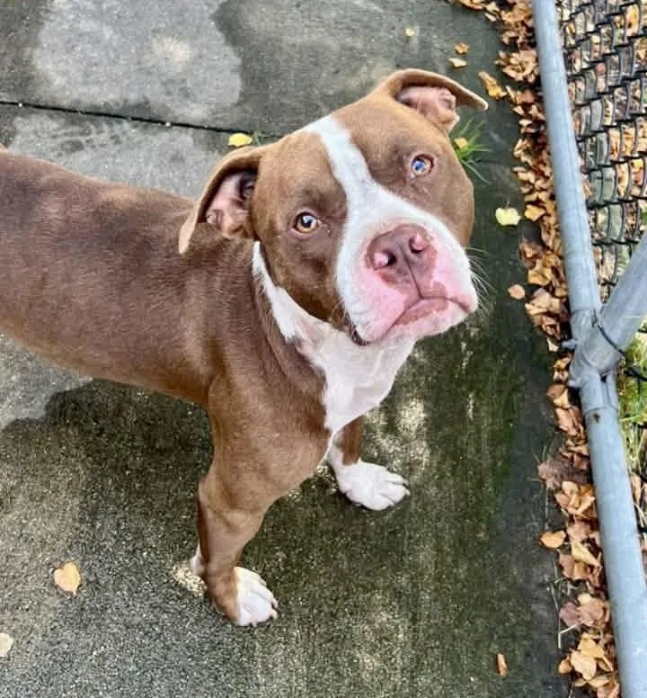 An adult medium-sized male Brown / Chocolate Pit Bull Terrier dog named Roderick for adoption in Chicago, IL