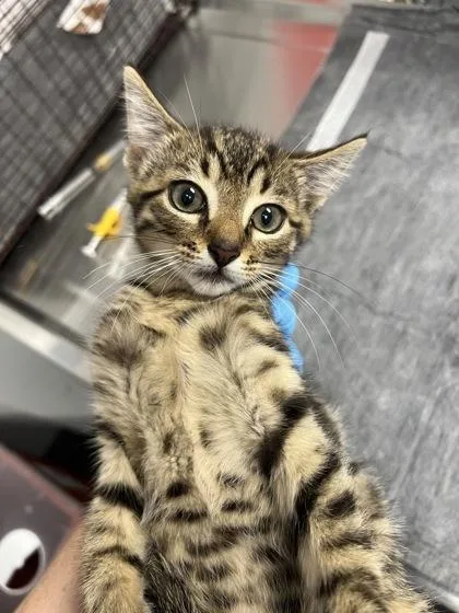 A young small-sized male Domestic Short Hair cat named B Hux for adoption in North Charleston, SC