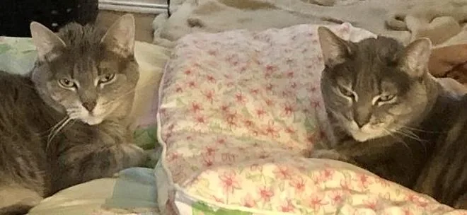 Bellla & Lucy Urgent thumbnail 2