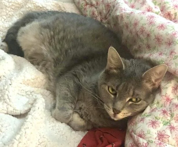 Bellla & Lucy Urgent thumbnail 3